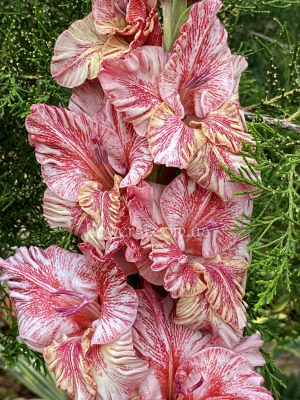  Гладiолус Кастор Экзотiк ( Castor Exotic)  