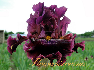 Ирис Бакениэрс Прайз (Buccaneers Prize) 