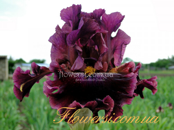 Ирис Бакениэрс Прайз (Buccaneers Prize) 