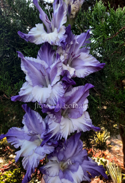 Гладiолус Диханіе моря 