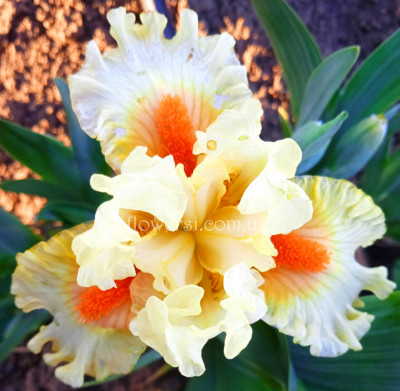 Ирис Клервойант( Clairvoyant )