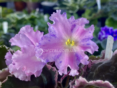 Фиалка НД-Кульбит