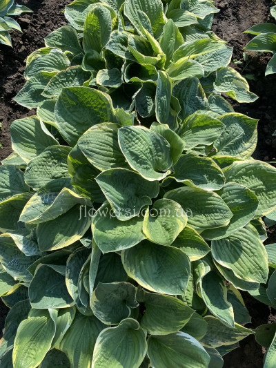 Хоста Christmas Tree