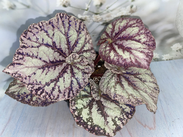 Бегонія DS-Only Me