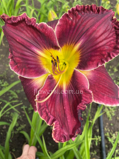 Сеянець № 38