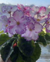 Фіалка ВаТ-Алекс (спорт)