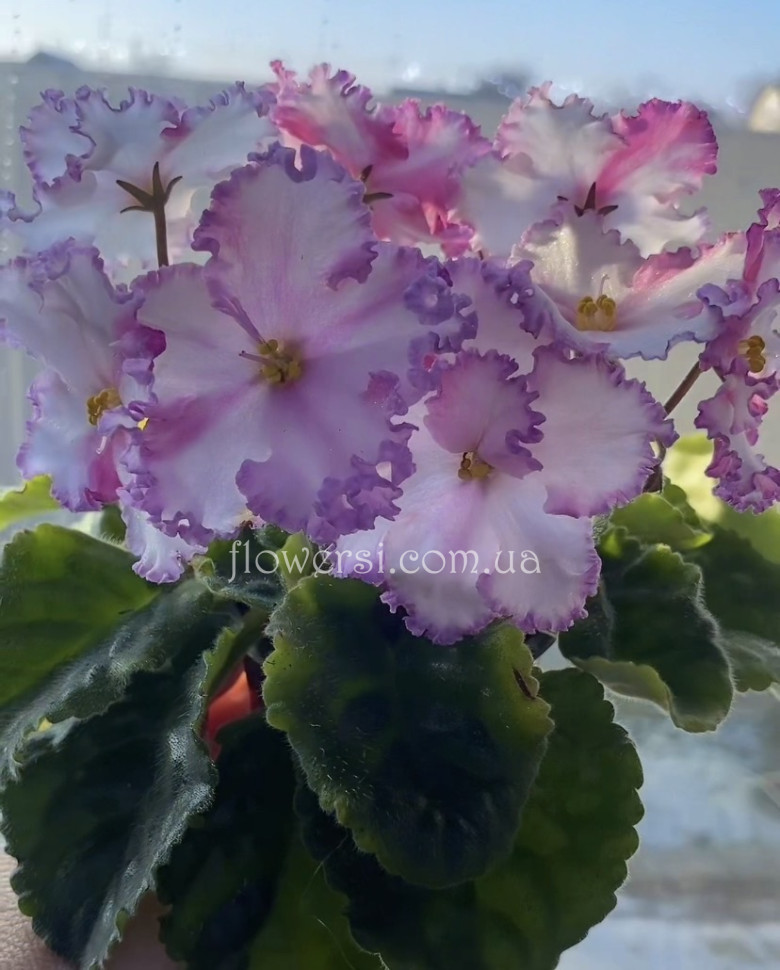 Фіалка ВаТ-Алекс (спорт)