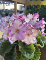 Фіалка ВаТ-Алекс (спорт)