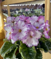 Фіалка ВаТ-Алекс (спорт)