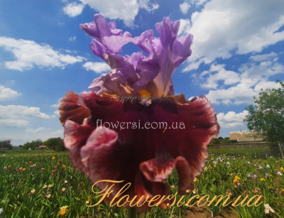 Ірис № 29 (Сіянець Г.Витiвськой)