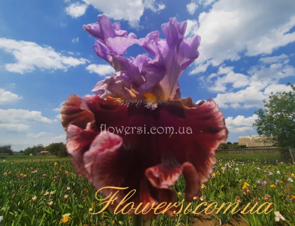 Ірис № 29 (Сіянець Г.Витiвськой)