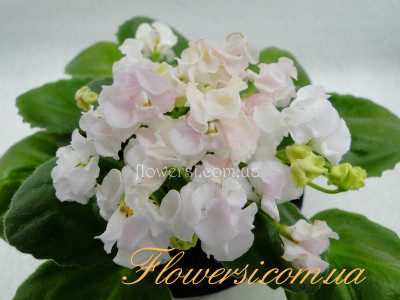 Фиалка DS-Сады Любви