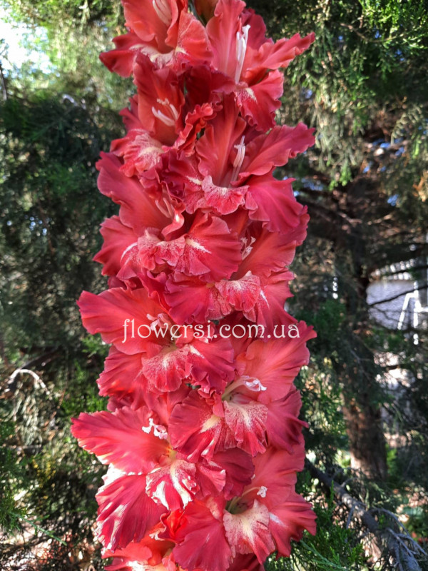  Гладiолус  Каралловий бульвар  