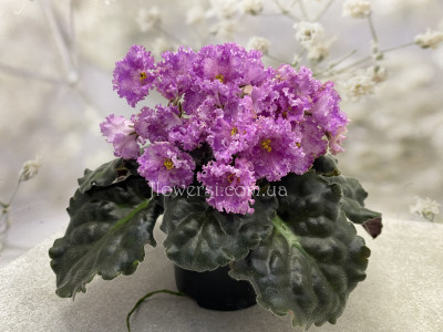 Фиалка АВ-Герда 