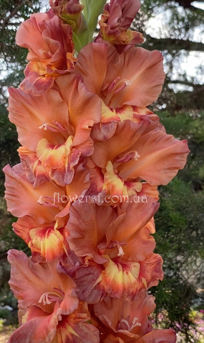  Гладiолус Хучі Кучі Мен 