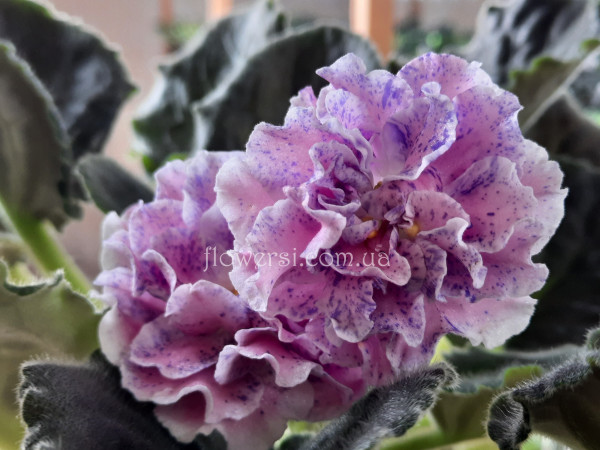 Фиалка НД-Шалфей