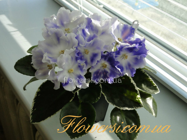  Фіалка ВаТ-Утро (Т.Валькова) 