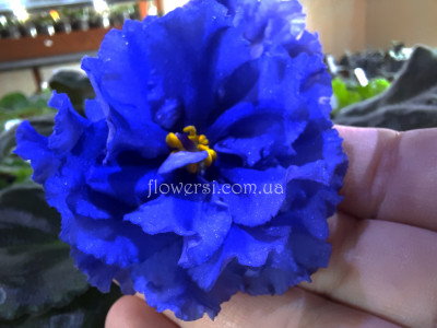  Фиалка НК-Синій Кит