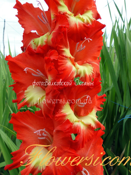 Гладiолус Овен 