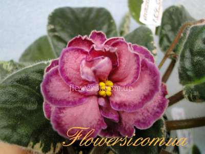 Фиалка Малинки (Морев)