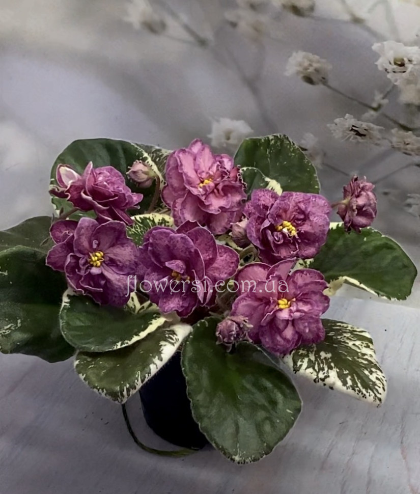 Фиалка Малинки (Морев)