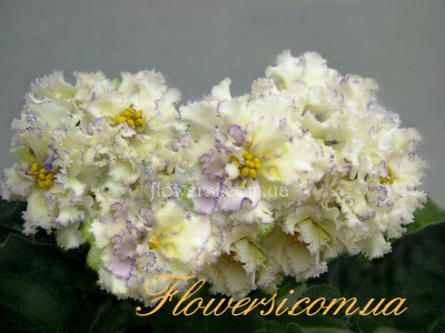 Фиалка ЕК-Солнечный Мальчик 