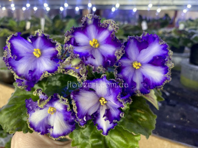 Фіалка НК-Вічна Молодість