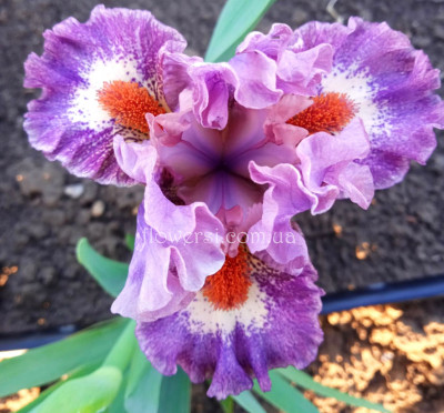 ирис Флирти Герл (Flirty Girl)