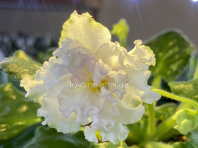 Фиалка НД-Дарина