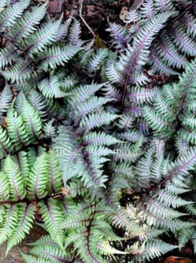 Кочедижник ніппонський Red Beauty