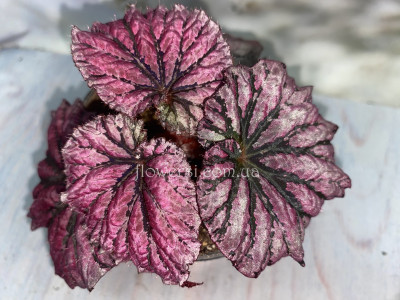 Бегонія DS-Good Girl