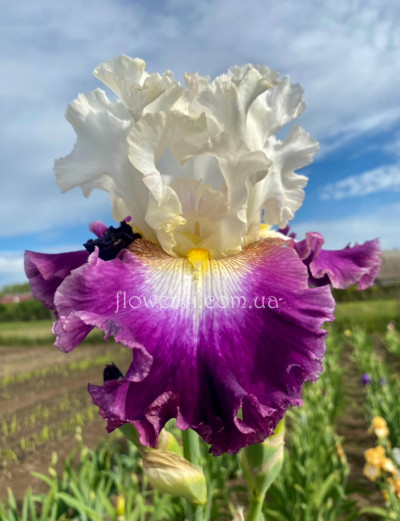 Ірис № 15 (Сіянець Г.Витiвськой)