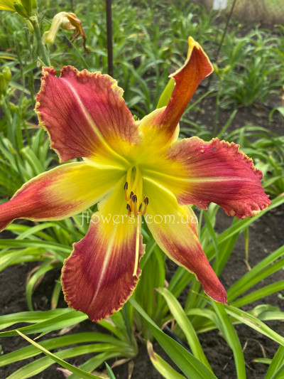 Сеянець № 31