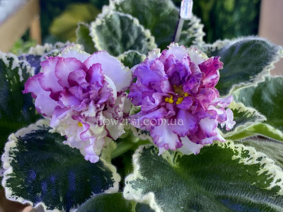 Фіалка АП-Радужные Блики