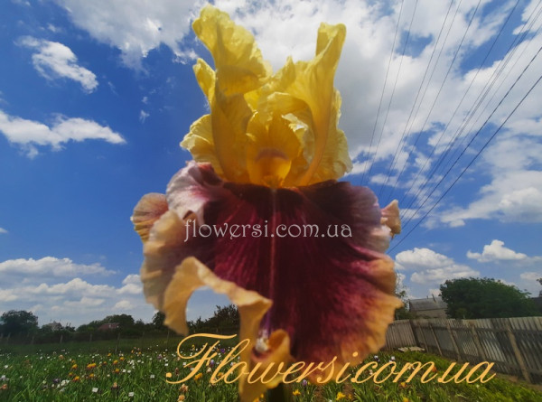 Ірис № 28 (Сіянець Г.Витiвськой)