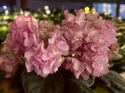 Фиалка DS-Волшебный Бутон