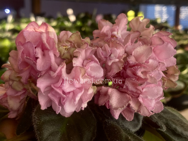 Фиалка DS-Волшебный Бутон