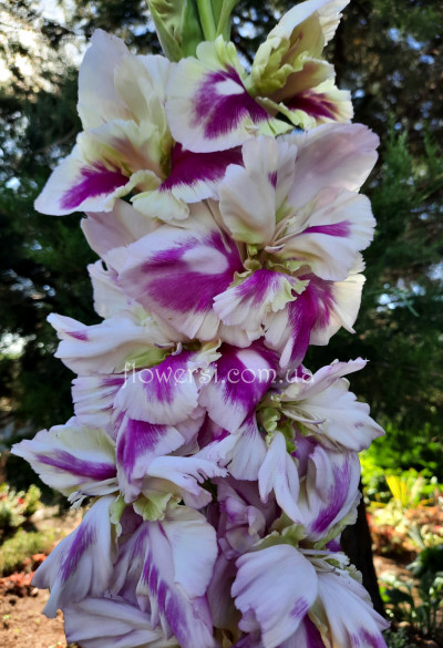  Гладiолус Зелёное сердечко 