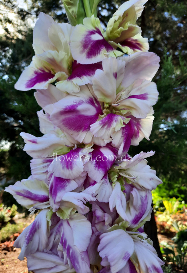  Гладiолус Зелёное сердечко 