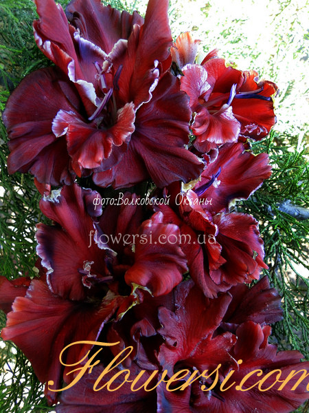 Гладiолус Мантія Кардинала 