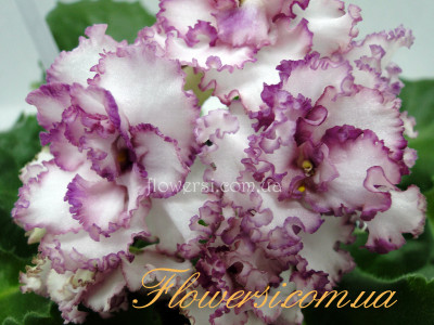 Фиалка АВ-Мимими