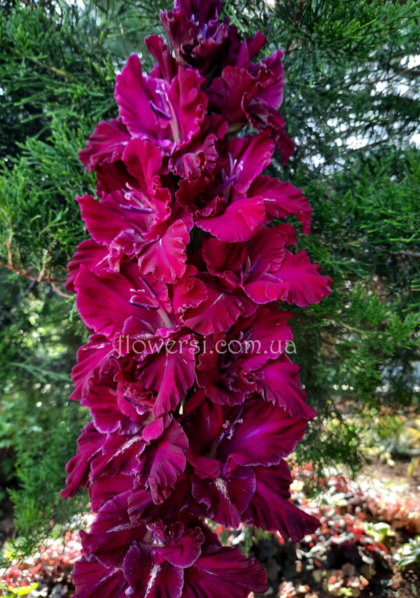 Гладiолус Ночние Сумеркі