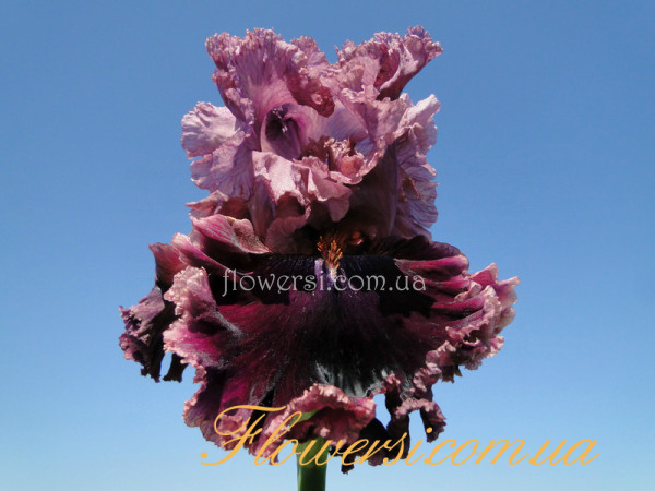 Ирис  Хи Кен Данс (He Can Dance) 