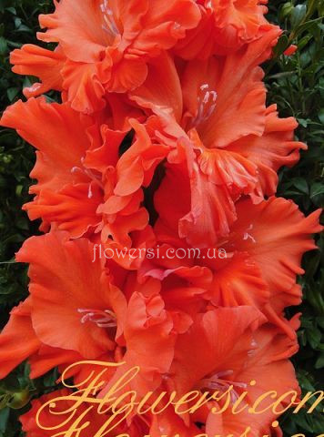 Гладiолус Огонь Желанiй 