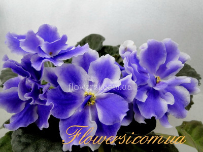 Фиалка РС-Сирена