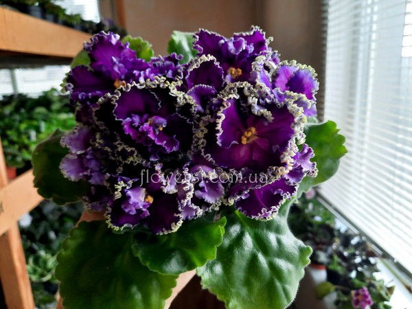 фиалка АВ-Гром и Молнии