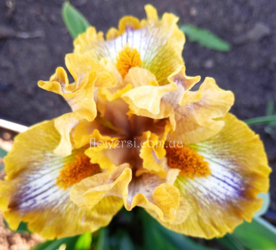 Ирис Катнип ( Catnip) Black Год: 2016