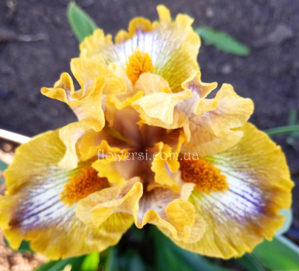 Ирис Катнип ( Catnip) Black Год: 2016