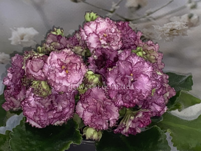 Фиалка АВ-Гейша