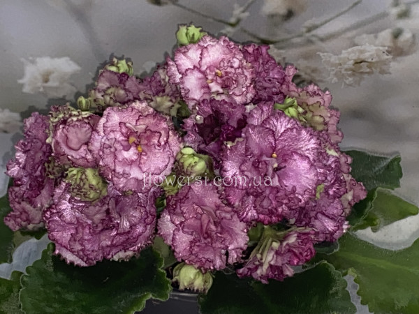 Фиалка АВ-Гейша